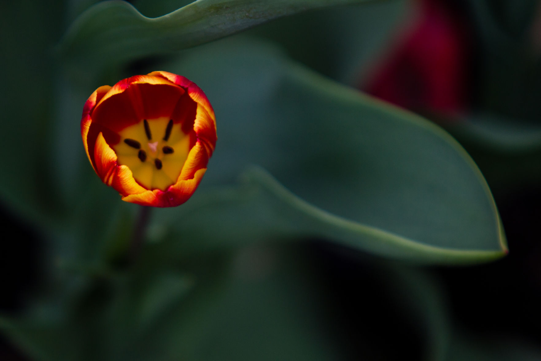 84th ANNUAL TULIP TIME